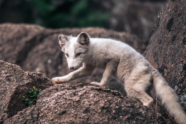 草の中の美しい野生動物 北極キツネ ヴァルペスラゴプス 自然の生息地でかわいい動物の肖像画 花と草原 スバルバール ノルウェー — ストック写真