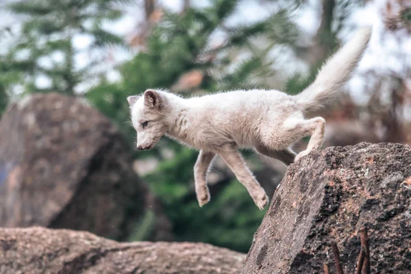 Belo Animal Selvagem Grama Arctic Fox Vulpes Lagopus Retrato Animal — Fotografia de Stock