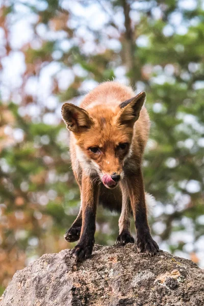 Red Fox Saltando Vulpes Vulpes Escena Vida Silvestre Europa Abrigo — Foto de Stock