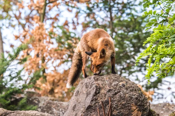 Red Fox Skáčou Vulkani Supi Divočinu Evropy Pomerančovný Kožich Přírodním — Stock fotografie
