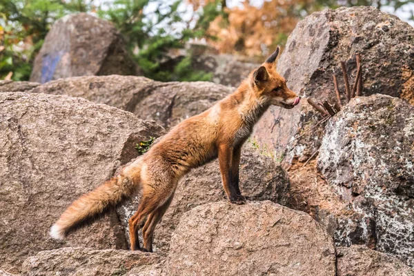 Kızıl Tilki atlama , Vulpes vulpes, Avrupa'dan yaban hayatı sahnesi. Doğa habitat Turuncu kürk ceket hayvan. Yeşil orman çayırında tilki. Uzun turuncu kuyruklu hayvan