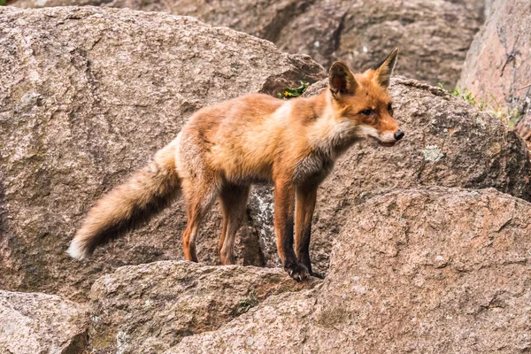 Kızıl Tilki atlama , Vulpes vulpes, Avrupa'dan yaban hayatı sahnesi. Doğa habitat Turuncu kürk ceket hayvan. Yeşil orman çayırında tilki. Uzun turuncu kuyruklu hayvan