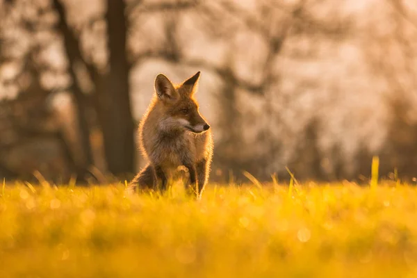 Ładniutka Red Fox Vulpes Vulpes Lesie Jesienią Piękne Zwierzę Siedlisku — Zdjęcie stockowe