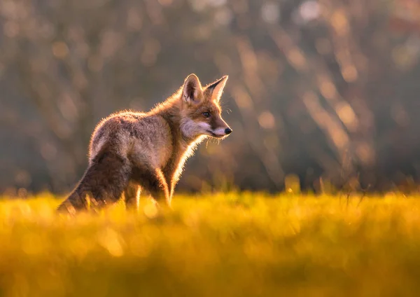 Carino Red Fox Vulpes Vulpes Nella Foresta Autunnale Bellissimo Animale — Foto Stock