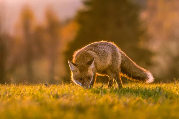 Şirin Kızıl Tilki Vulpes Vulpes Sonbahar Ormandaki Güzel Hayvan Doğa — Stok fotoğraf