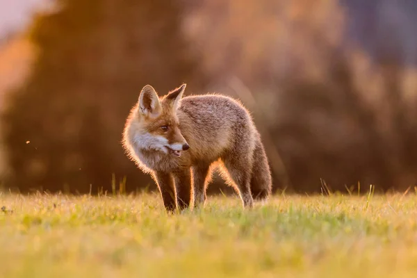 可爱的红狐 秃子秃子在秋天的森林 美丽的动物在自然栖息地 野生动物场景从野生自然 红狐在橙色的秋叶中奔跑 — 图库照片