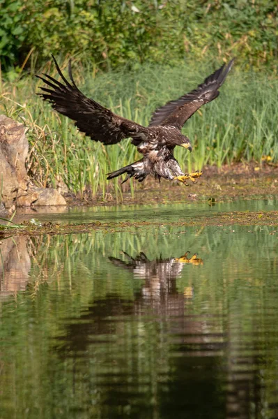 Águila Cola Blanca Haliaeetus Albicilla Volando Sobre Agua Ave Presa — Foto de Stock