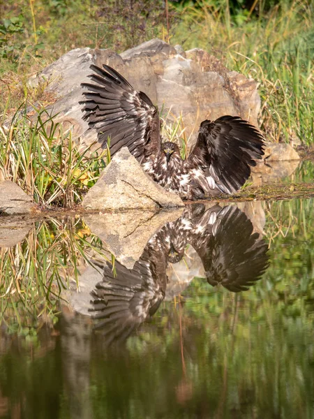 White Tailed Eagle Haliaeetus Albicilla Flying Water Bird Prey Forest — 스톡 사진