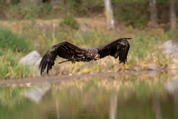 Zeearend Haliaeetus Albicilla Vliegend Boven Het Water Roofvogel Met Bos — Stockfoto