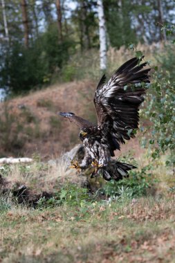 Beyaz kuyruklu Kartal, Haliaeetus albicilla, suyun üzerinde uçan, arka planda ormanlı yırtıcı kuş, doğal yaşam alanında hayvan, İsveç 'ten vahşi yaşam. Kartal karanlık gölün üzerinde uçuyor.