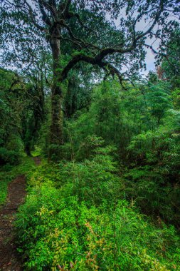 Carretera austral, Bosque Tonina Şili Patagonya büyülü ormanda detay