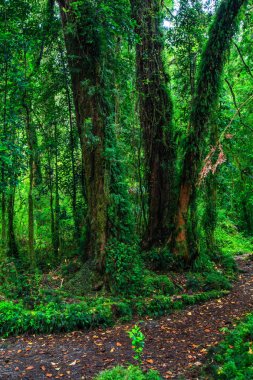 Carretera austral, Bosque Tonina Şili Patagonya büyülü ormanda detay