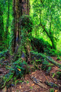 Carretera austral, Bosque Tonina Şili Patagonya büyülü ormanda detay