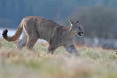 Cougar (Puma concolor), dağ aslanı, puma, panter veya catamount olarak da bilinir. Batı yarımkürede herhangi bir büyük vahşi karasal memeli en büyük