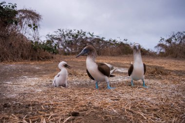 Mavi ayaklı Booby (sula nebouxii) Ekvador 'daki Isla de la Plata' da