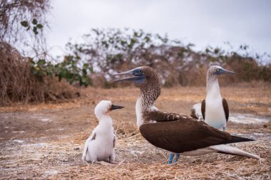Mavi ayaklı Booby (sula nebouxii) Ekvador 'daki Isla de la Plata' da