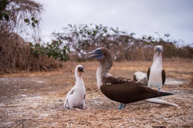 Mavi ayaklı Booby (sula nebouxii) Ekvador 'daki Isla de la Plata' da