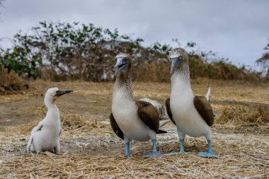 Mavi ayaklı Booby (sula nebouxii) Ekvador 'daki Isla de la Plata' da
