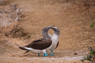 Mavi ayaklı Booby (sula nebouxii) Ekvador 'daki Isla de la Plata' da