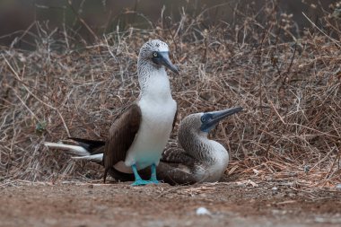 Mavi ayaklı Booby (sula nebouxii) Ekvador 'daki Isla de la Plata' da
