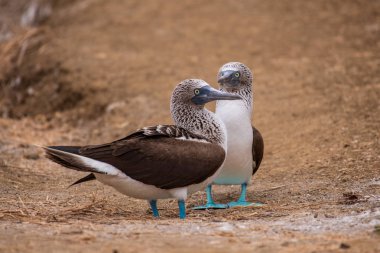 Mavi ayaklı Booby (sula nebouxii) Ekvador 'daki Isla de la Plata' da