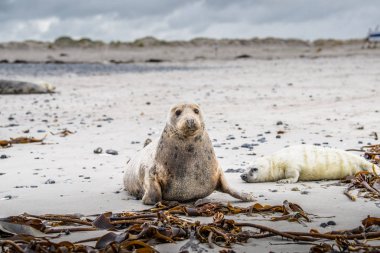 Atlantik gri fok yavrusu Sandy Beach/Atlantik gri fok yavrusu/Atlantik gri fok yavru (Halichoerus Grypus üzerinde)