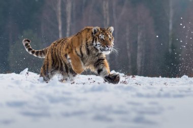 Sibirya kaplanı (Panthera tigris karda)