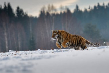 Sibirya kaplanı (Panthera tigris karda)