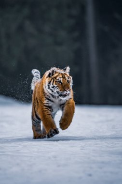 Sibirya kaplanı (Panthera tigris karda)