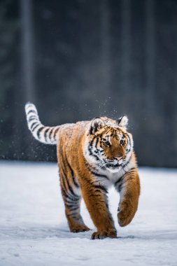 Sibirya kaplanı (Panthera tigris karda)
