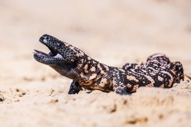 Kertenkele Gila Canavarı (Heloderma Şüphelisi)