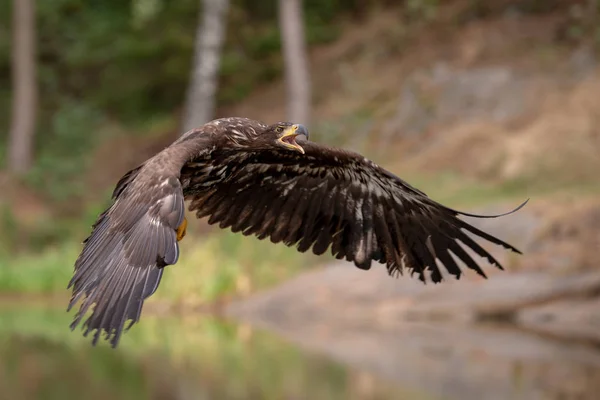 Vitstjärtad Örn Haliaeetus Albicilla Flyger Över Vattnet Rovfågel Med Skog — Stockfoto