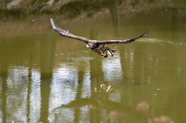 Білохвостий Орел Haliaeetus Albicilla Летить Над Водою Птах Здобичі Лісом — стокове фото