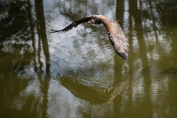 White Tailed Eagle Haliaeetus Albicilla Flying Water Bird Prey Forest — 스톡 사진