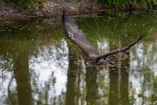 Білохвостий Орел Haliaeetus Albicilla Летить Над Водою Птах Здобичі Лісом — стокове фото