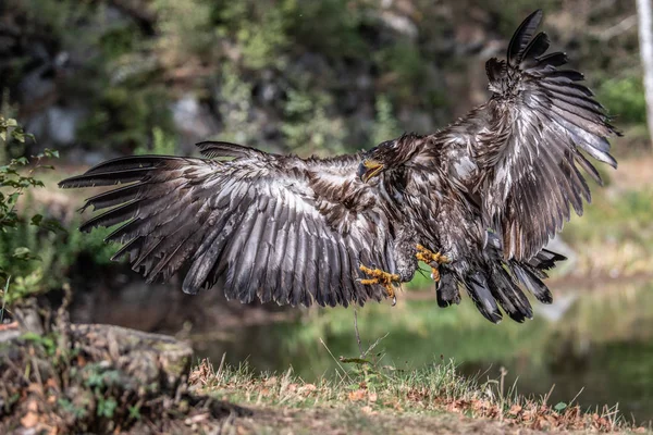 White Tailed Eagle Haliaeetus Albicilla Flying Water Bird Prey Forest — 스톡 사진