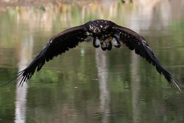 Seeadler Heilbutt Albicilla Der Über Dem Wasser Fliegt Greifvogel Mit — Stockfoto