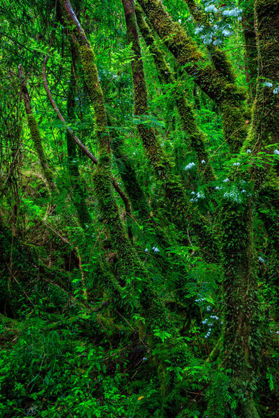 Detail of the enchanted forest in carretera austral, Bosque encantado Chile patagonia
