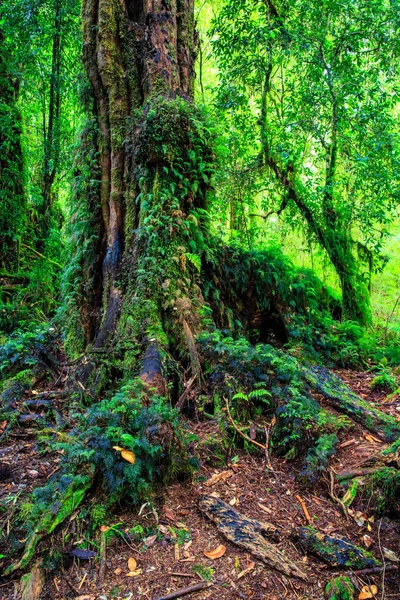 Detail of the enchanted forest in carretera austral, Bosque encantado Chile patagonia