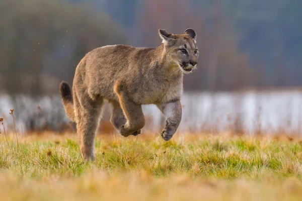 Cougar Puma Concolor Noto Anche Come Puma Pantera Catamount Più — Foto Stock