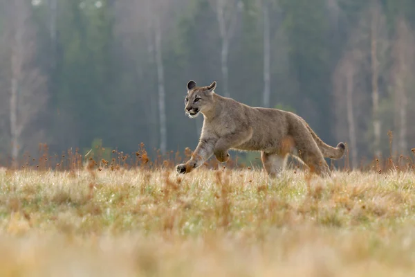 Cougar Puma Concolor Noto Anche Come Puma Pantera Catamount Più — Foto Stock