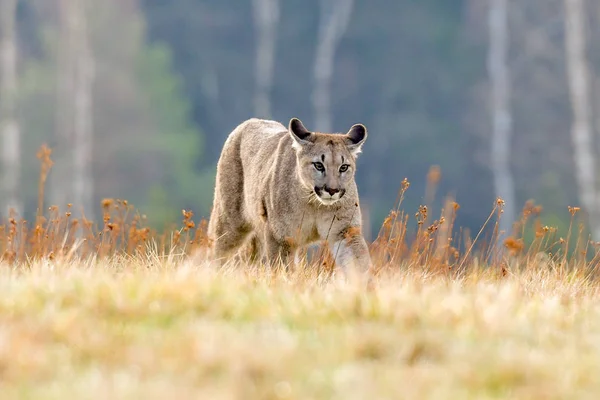 Cougar Puma Concolor Noto Anche Come Puma Pantera Catamount Più — Foto Stock