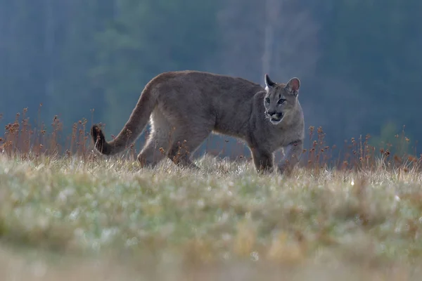 Cougar Puma Concolor Noto Anche Come Puma Pantera Catamount Più — Foto Stock