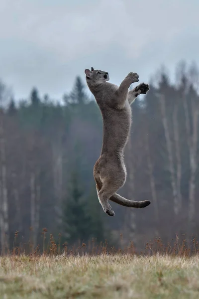 Cougar Puma Concolor También Conocido Comúnmente Como Puma Puma Pantera —  Fotos de Stock