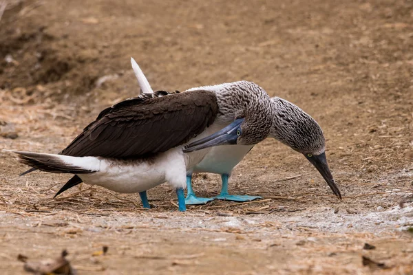 Blåfotad Booby Sula Nebouxii Isla Plata Ecuador — Stockfoto