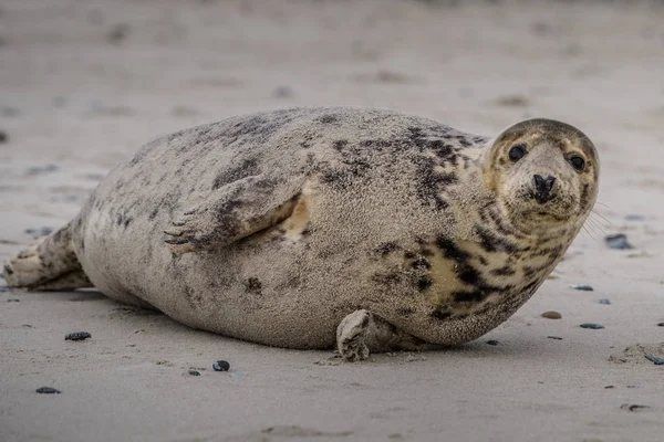 サンディ ビーチ 大西洋ハイイロアザラシ子犬 大西洋ハイイロアザラシ子犬 Halichoerus Grypus の大西洋の灰色のシールの子犬 — ストック写真