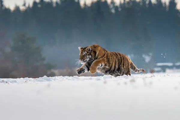 Σιβηρική Τίγρη Στο Χιόνι Panthera Tigris — Φωτογραφία Αρχείου