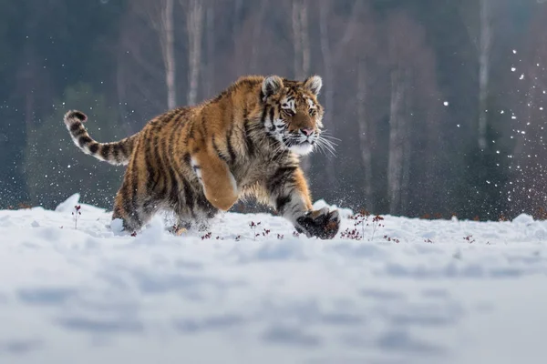 Tigre Siberiano Nieve Panthera Tigris —  Fotos de Stock