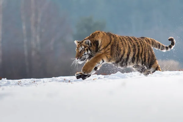 Szibériai Tigris Panthera Tigris Hóban — Stock Fotó