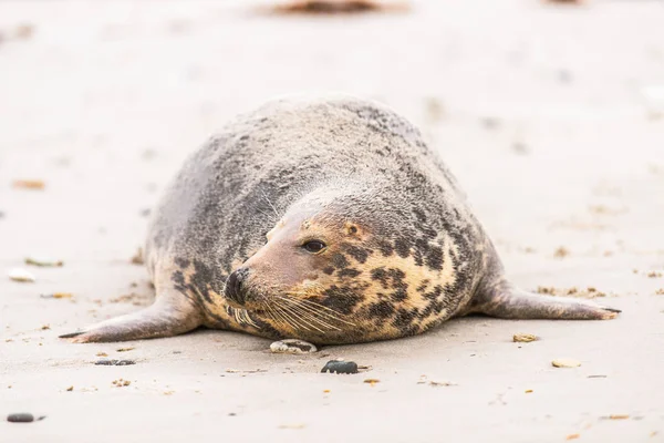 Atlantic Grey Seal Pup Sandy Beach Atlantic Grey Seal Pup — Fotografia de Stock